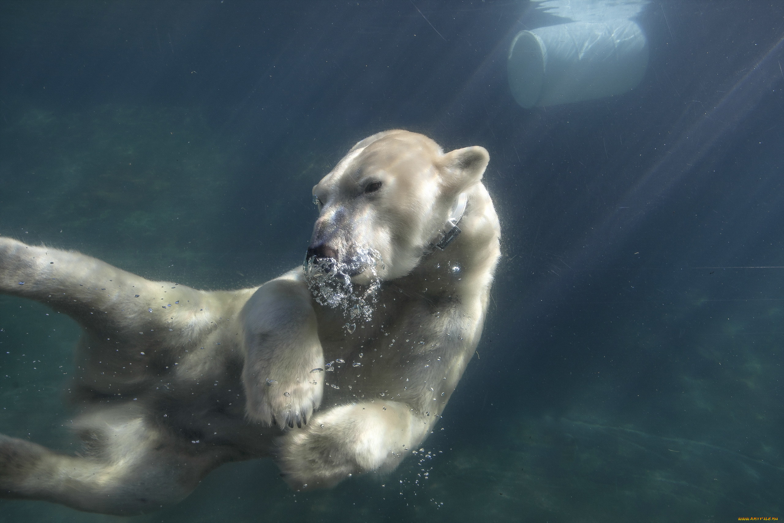 Медведь плавает скорость. Животные в воде. Животные под водой. Белый медведь под водой. Белый медведь плавает.